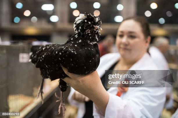 Chicken Judge 1,173 Poultry Show Stock Photos, High-Res Pictures, and Images - Getty ...