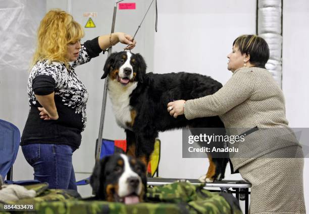 Dogs and their owners attend International Dog Shows of all breeds "Kievan Rus - 2017" and "The Crystal Cup of Ukraine - 2017" in Kiev, Ukraine, on...