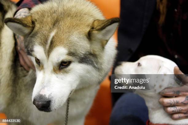 Dogs and their owners attend International Dog Shows of all breeds "Kievan Rus - 2017" and "The Crystal Cup of Ukraine - 2017" in Kiev, Ukraine, on...