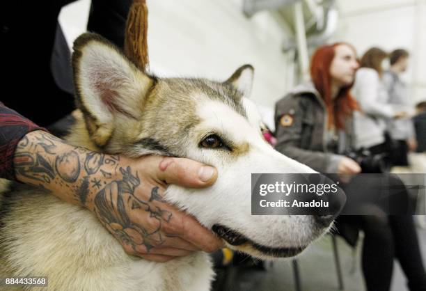 Dogs and their owners attend International Dog Shows of all breeds "Kievan Rus - 2017" and "The Crystal Cup of Ukraine - 2017" in Kiev, Ukraine, on...