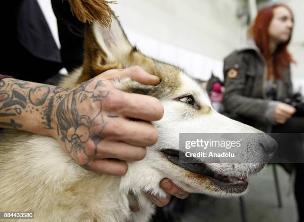 Dogs and their owners attend International Dog Shows of all breeds "Kievan Rus - 2017" and "The Crystal Cup of Ukraine - 2017" in Kiev, Ukraine, on...