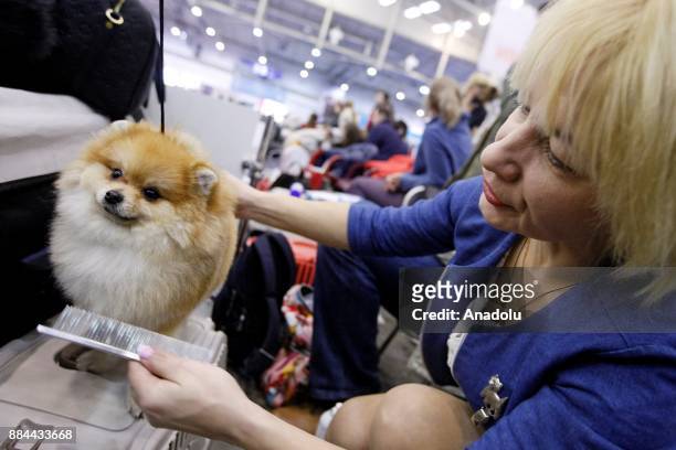 Dogs and their owners attend International Dog Shows of all breeds "Kievan Rus - 2017" and "The Crystal Cup of Ukraine - 2017" in Kiev, Ukraine, on...