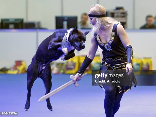 Dog performs with his owner during the International Dog Shows of all breeds "Kievan Rus - 2017" and "The Crystal Cup of Ukraine - 2017" in Kiev,...