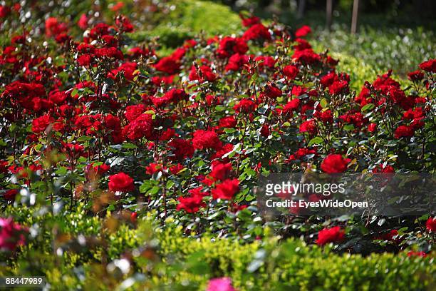 Rose garden of the New Residence on June 11, 2009 in Bamberg, Germany. Bamberg is listed as a World Heritage by UNESCO.