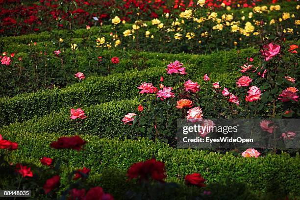 Rose garden of the New Residence on June 11, 2009 in Bamberg, Germany. Bamberg is listed as a World Heritage by UNESCO.