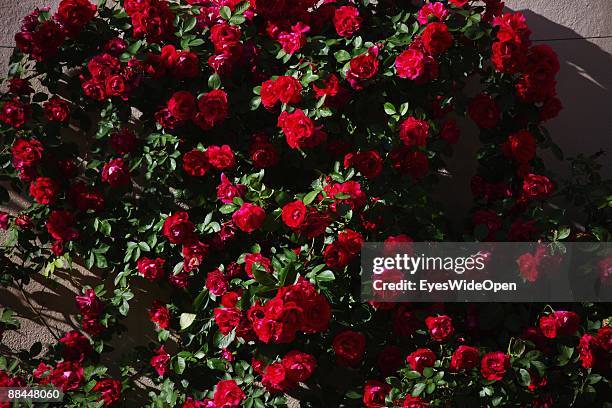 Rose garden of the New Residence on June 11, 2009 in Bamberg, Germany. Bamberg is listed as a World Heritage by UNESCO.