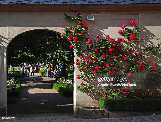 Rose garden of the New Residence on June 11, 2009 in Bamberg, Germany. Bamberg is listed as a World Heritage by UNESCO.