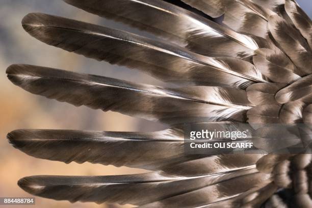 The wing of a Utility Class bird is pictured at the 45th National Championship Poultry Show, hosted by 'The Poultry Club of Great Britain' and held...