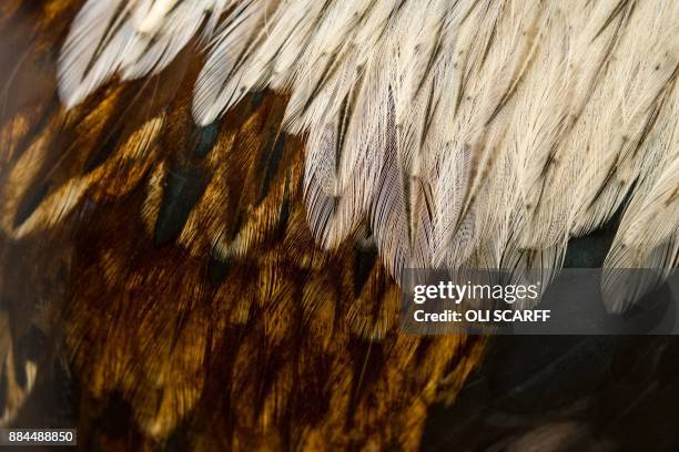 The plumage of a Faverolles Bantam Salmon cockerel is pictured on display at the 45th National Championship Poultry Show, hosted by 'The Poultry Club...