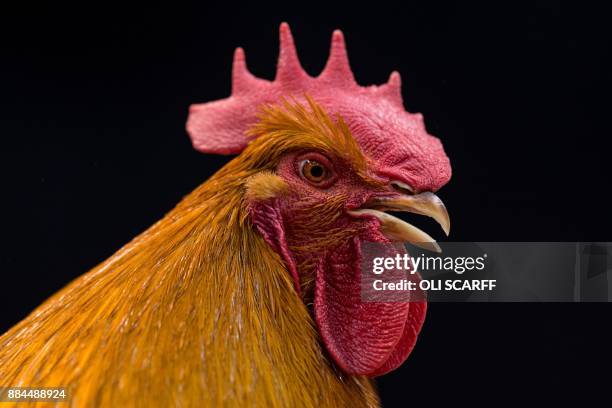 New Hampshire Red Cockerel is seen on display at the 45th National Championship Poultry Show, hosted by 'The Poultry Club of Great Britain' and held...