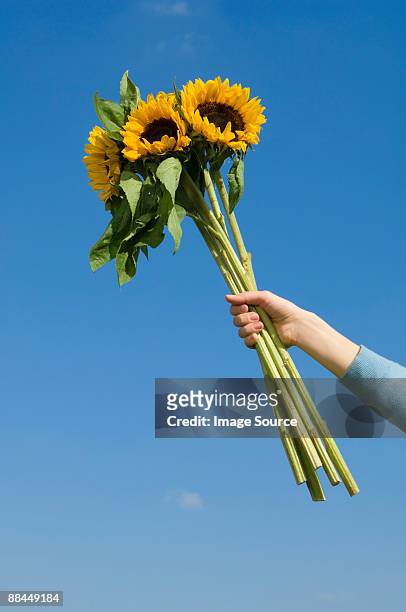 person holding sunflowers - hand holding flower stock-fotos und bilder