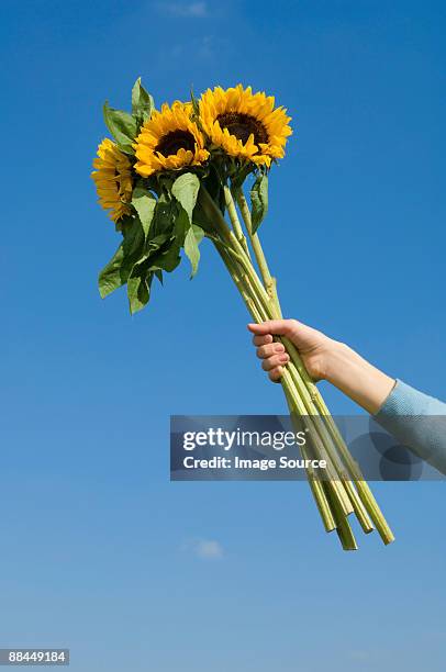 person holding sunflowers - sunflower stock pictures, royalty-free photos & images