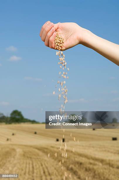 person spilling grains of wheat - pouring cereal stock pictures, royalty-free photos & images