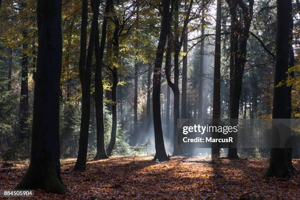 herfstbos met zon en schaduw - zon stock-fotos und bilder