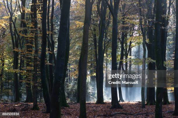 herfstbos met zon en schaduw - zon stock-fotos und bilder