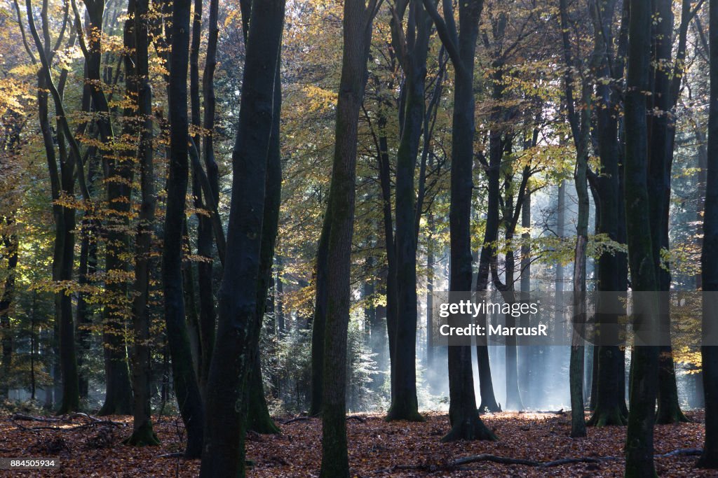 Herfstbos met zon en schaduw