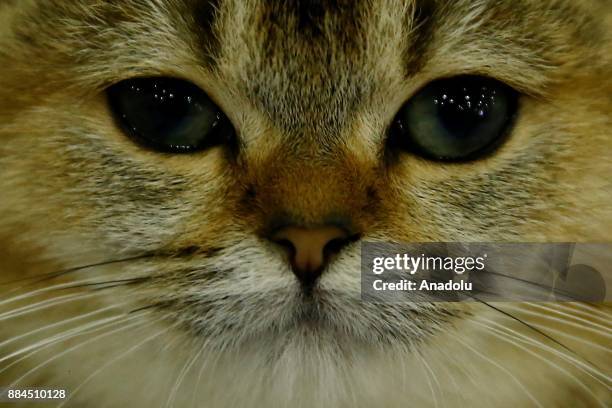 Siberian cat is ssen during the 2017 Grand Prix Royal Canin international cat exhibition at the Crocus Expo Exhibition Center in Moscow, Russia on...