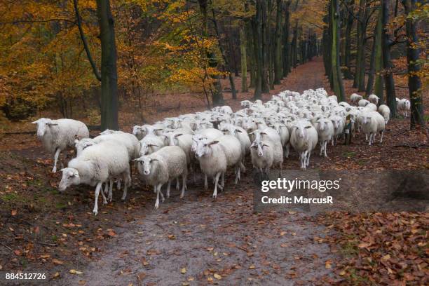 witte schapen wandelen door oranje laan - wandelen bildbanksfoton och bilder