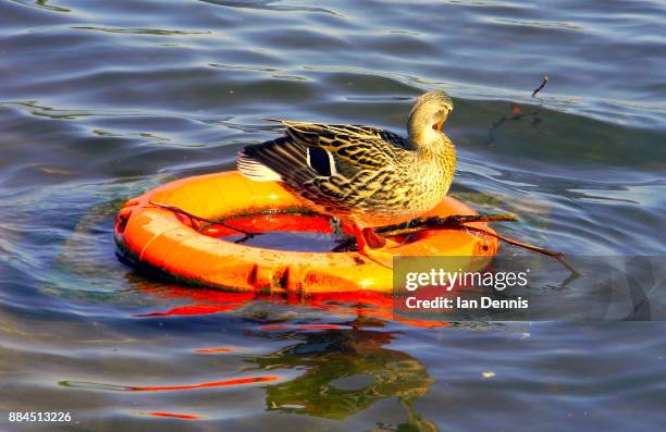 mallard duck sitting on a life ring in hyde park - sitting duck stock pictures, royalty-free photos & images