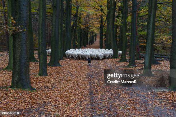 witte schapen wandelen door oranje laan - wandelen bildbanksfoton och bilder