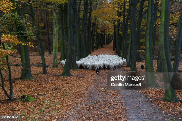 witte schapen wandelen door oranje laan - wandelen stock pictures, royalty-free photos & images