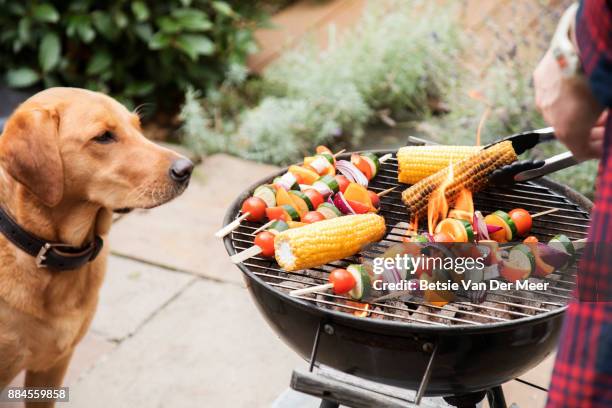 labrador dog looks interested at food on barbecue. - tang stockfoto's en -beelden