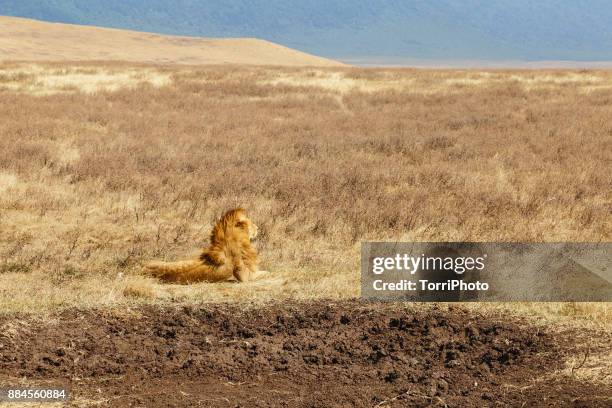 male lion lies in the field at ngorongoro conservation area - grasland stock-fotos und bilder