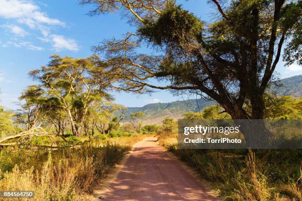 dirt road thru ngorongoro conservation area. african forest - vachellia tortilis stockfoto's en -beelden