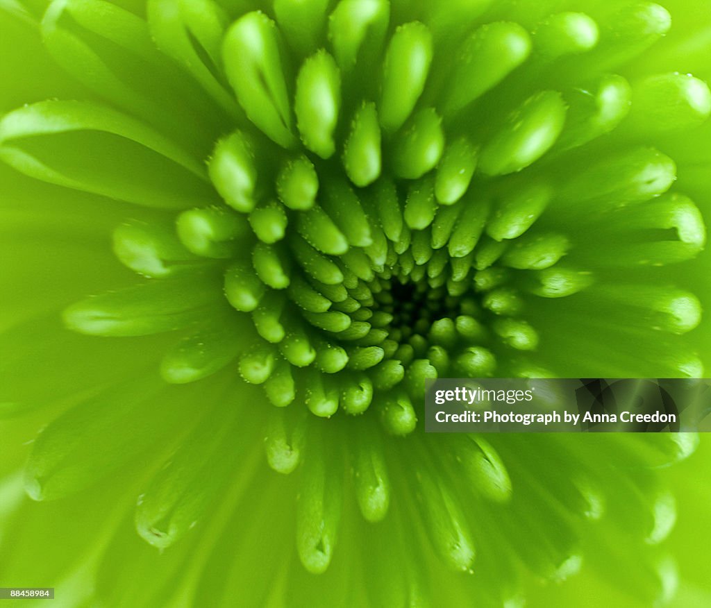 Chrysanthemum abstract