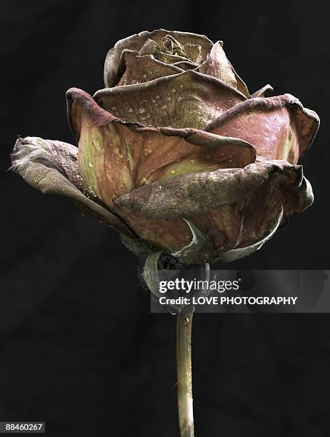 dried rose  - wilted plant - fotografias e filmes do acervo