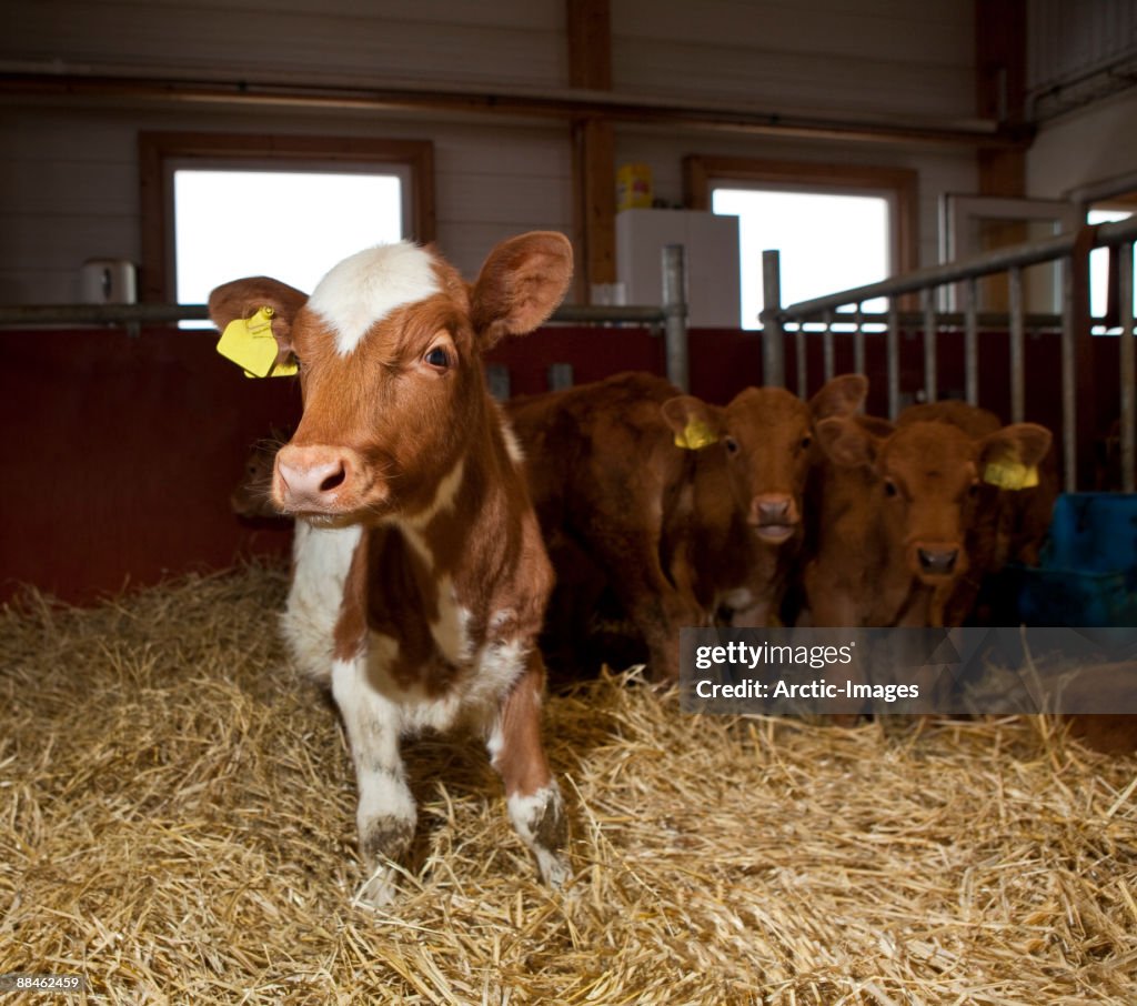 Calves in stable, Iceland