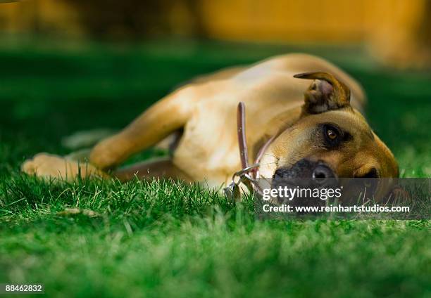 dog resting on grass  - restraint muzzle stock-fotos und bilder