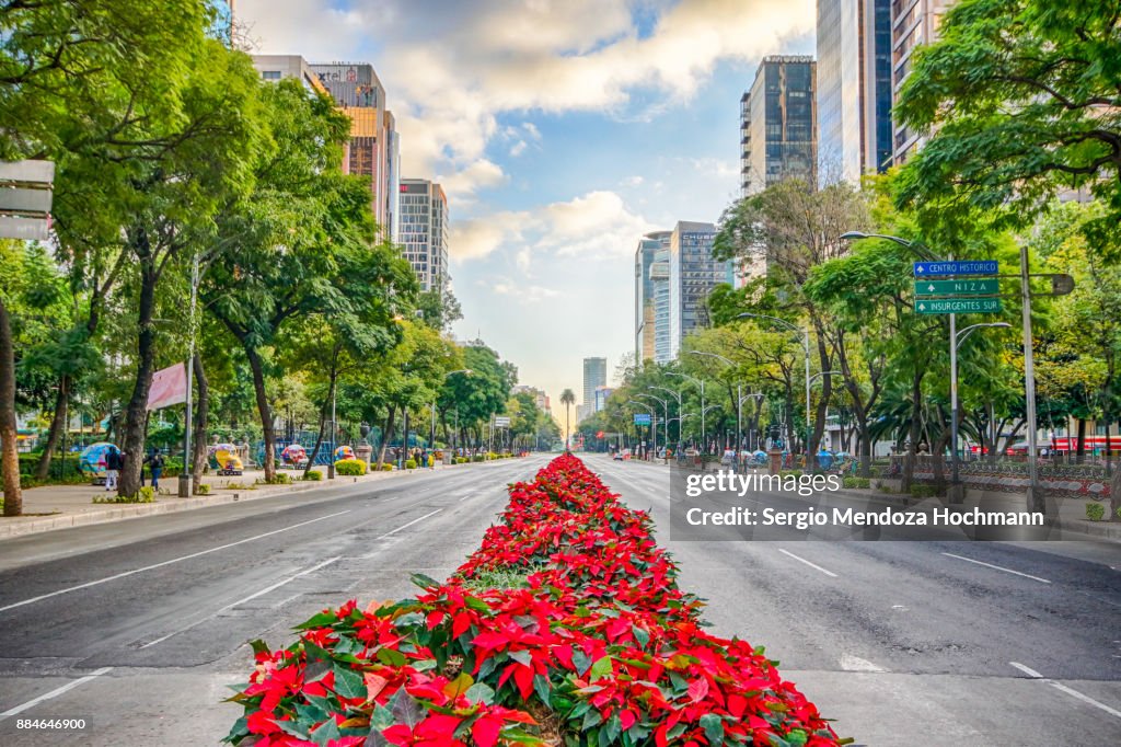 Reforma Avenue with Poinsettia plants in the middle - Mexico City, Mexico