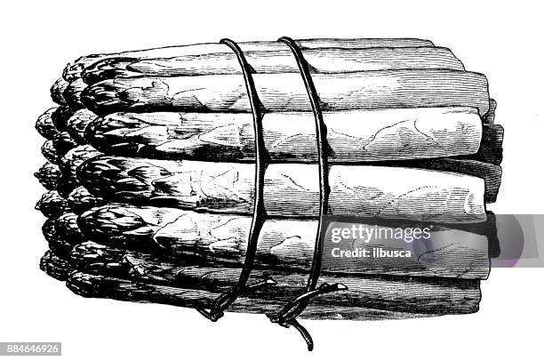 botany vegetables plants antique engraving illustration: asparagus - asparagus stock illustrations