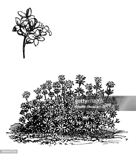 botany vegetables plants antique engraving illustration: galium odoratum (sweetscented bedstraw) - galium stock illustrations