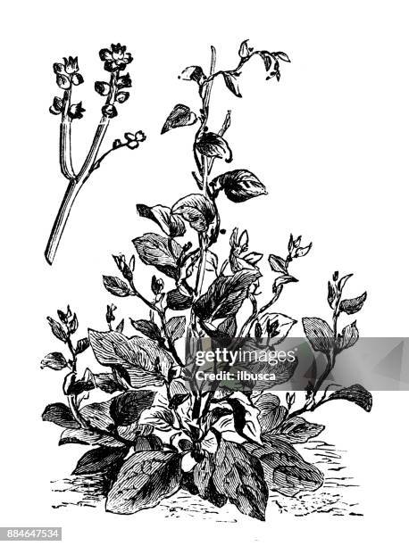 botanik gemüse pflanzen antik gravur abbildung: basella alba (malabar-spinat, rebe-spinat) - piemont region stock-grafiken, -clipart, -cartoons und -symbole