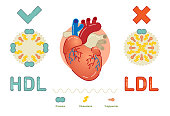 What is Lipoprotein