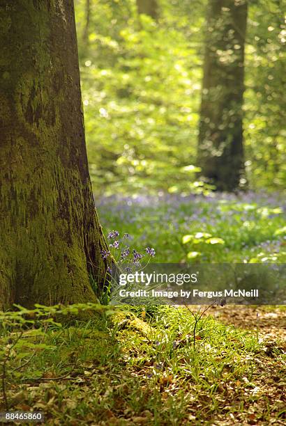 bluebells in the forest of bere - bere fotografías e imágenes de stock