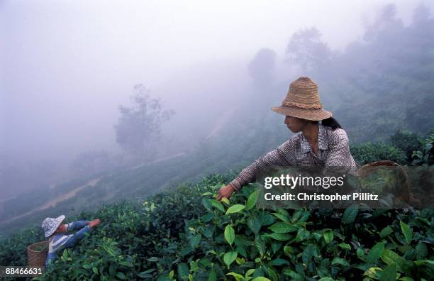 Bao Ahua picks tea in the morning mist on the slopes outside her village of Zha Lu, Yunnan province.