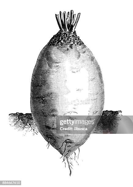botany vegetables plants antique engraving illustration: yellow olive-shaped mangold - beetroot cut out stock illustrations
