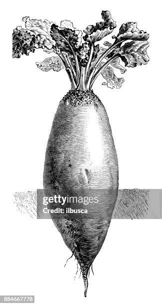botany vegetables plants antique engraving illustration: beet - beetroot cut out stock illustrations