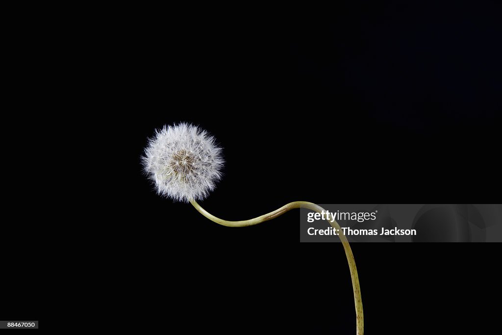 Dandelion with crooked stem