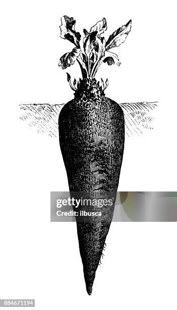 botany vegetables plants antique engraving illustration: sugar beet - sugar beet stock illustrations