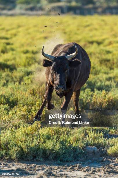 camargue bull threaten, saintes-maries-de-la-mer, parc naturel régional de camargue, languedoc roussillon, france - animals charging stock pictures, royalty-free photos & images