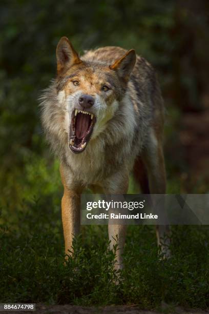 european gray wolf, canis lupus lupus, germany - vildhund bildbanksfoton och bilder