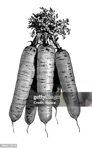 botany vegetables plants antique engraving illustration: meaux carrots - carrots stock illustrations