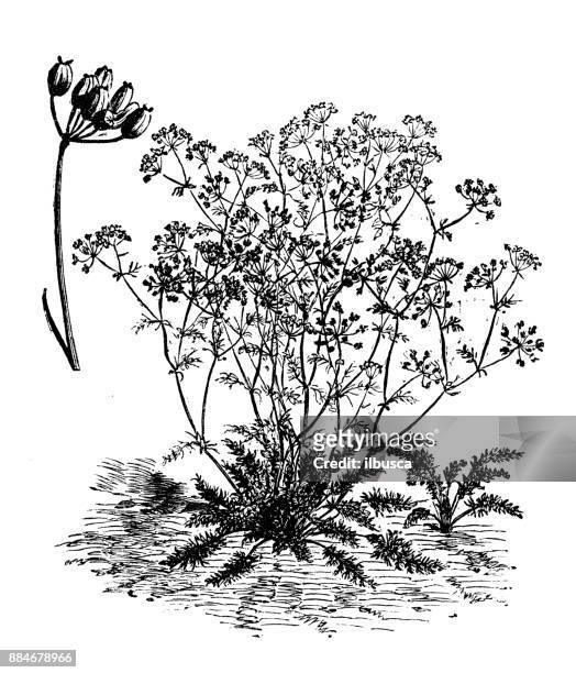 bildbanksillustrationer, clip art samt tecknat material och ikoner med botanik grönsaker växter antik gravyr illustration: kummin - cumin