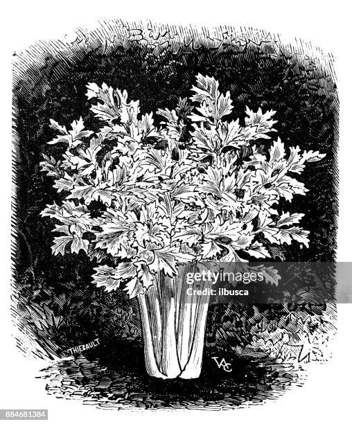 botany vegetables plants antique engraving illustration: white plume celery - celery isolated stock illustrations