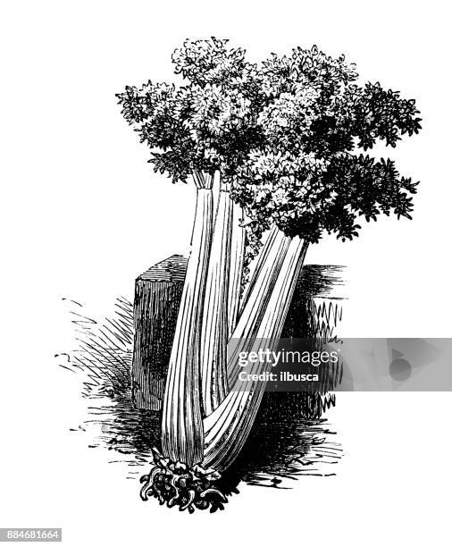 ilustraciones, imágenes clip art, dibujos animados e iconos de stock de botánica plantas vegetales antiguos ilustración grabado: apio - apio
