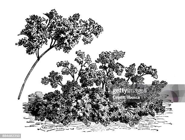 botany vegetables plants antique engraving illustration: curled chervil - chervil stock illustrations
